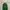 Hoodie Zipper WHO AU Green