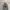 Hoodie Dickies 1922 Authentic photo 1