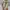 Bonia Luxury Tote bag Wanita cream yellow photo 2