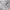 Kaos Crop Polo Knit Long Sleeve Grey Misty