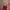 maroon bodycon maxi dress lengan panjang photo 2