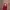 Maroon Bodycon Maxi Dress Lengan Panjang