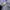 JORTS PANTS by POINT SYSTEMS photo 6