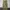 Dickies Chino Khaki Loose Fit MR652
