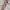 Shein Luxury Avant Garde Summer dress Wanita cream brown photo 1