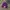 Carhartt - Beanie hat purple photo 1