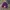 Carhartt - Beanie Hat Purple