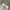 Dickies - 874 work pants | Khaki photo 3