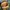 Fjallraven kanken - Sling bag | Mustard photo 5