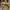 Fjallraven kanken - Sling bag | Mustard photo 3