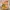 Timberland Streetwear Boots Pria Yellow