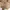 Carhartt Streetwear Bomber jacket Pria khaki photo 5