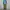 GLW Cargo Olive Green