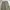 GLW cargo olive green photo 5