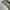 GLW cargo olive green photo 4