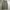 GLW cargo olive green photo 3