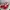 Vans Authentic Og Red photo 2