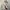 Tommy Hilfiger Men Trench Coat Casual Formal Beige  