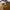 Dickies Vintage Streetwear Pria brown photo 2