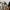 Dickies Vintage Streetwear Pria brown photo 6