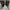 VANS Indie Sneakers Wanita white black photo 6