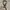 Leather Lee brown belt photo 1