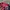 Puma AC Milan 125th Anniversary Authentic LS Jersey