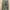 Sweater Hoodie Adidas Future Icon DPM Camo Original L photo 1
