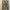 Sweater Hoodie Adidas Future Icon DPM Camo Original L