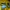 Adidas Casual Track jacket Pria yellow photo 5