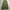 Basic cargo parasut green army photo 5