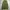 Basic cargo parasut green army photo 2