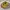 Sendal Havaianas baby brasil flip flops photo 3