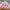 Adidas Samba Lace Pink Gum photo 6