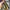 Charles And Keith Minimalist Wallets & Purse Wanita Khaki