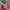 Topi Cap Vondutch Ripped Pink  photo 1