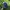 TOPI BUD LIGHT TRUCKER HAT