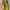 Stradivarius Lolita Wallets & purse Wanita yellow photo 3