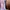 Baby Pink Jacquard Glittered Silk completed photo 4