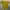 Polo Ralph Lauren Sportswear Polo Shirt Pria Yellow