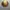 Japanese brand Gorpcore Hat Pria yellow brown photo 1