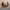 Japanese Brand Gorpcore Hat Pria Yellow Brown