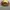 Japanese brand Gorpcore Hat Pria yellow brown photo 3