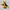 Berghaus Gorpcore Windbreaker Pria yellow black photo 1