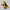 Berghaus Gorpcore Windbreaker Pria Yellow Black