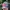 baby girl black pink trucker cap / baseball hat photo 2