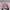 brown pink baseball cap / topi hat photo 1