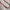 Hysteric Glamour Y2K Belt Pria pink photo 5