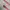 Hysteric Glamour Y2K Belt Pria pink photo 4