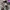 M65 Field Jacket Alpha Industries OG107 US ARMY Military photo 6